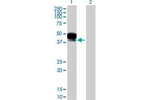 Western Blot analysis of DCN expression in transfected 293T cell line by DCN MaxPab polyclonal antibody.