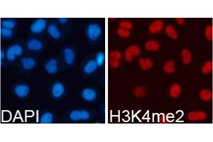 Immunofluorescence analysis of 293T cells using Dimethyl-Histone H3-K4 antibody (ABIN5969803). (Histone 3 antibody  (H3K4me2))