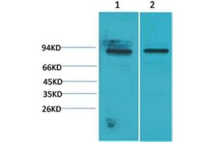 Western Blot (WB) analysis of 1) Mouse Heart Tissue, 2)Rat Heart Tissue with STAT5a Rabbit Polyclonal Antibody diluted at 1:2000.