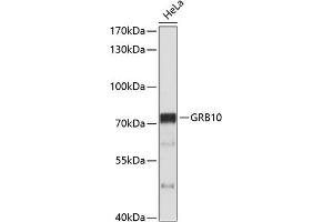 Western blot analysis of extracts of HeLa cells, using GRB10 antibody (ABIN3015267, ABIN3015268, ABIN5663731 and ABIN6213912) at 1:1000 dilution. (GRB10 antibody  (AA 1-100))