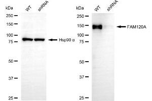 Western blotting analysis using FAM120A antibody (ABIN7798558). (FAM120A antibody)