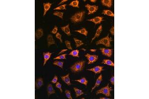 Immunofluorescence analysis of L929 cells using PDH Polyclonal Antibody (ABIN7269770) at dilution of 1:100 (40x lens). (PDHA2 antibody  (AA 230-391))