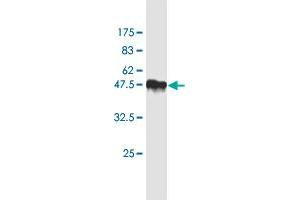 Western Blotting (WB) image for anti-Metalloproteinase Inhibitor 2 (TIMP2) (AA 27-220) antibody (ABIN948562)