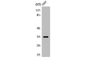 Western Blot analysis of COS7 cells using Olfactory receptor 7A10 Polyclonal Antibody