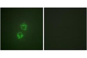 Immunofluorescence analysis of HeLa cells, using 14-3-3 thet/tau (Phospho-Ser232) Antibody. (14-3-3 theta antibody  (pSer232))