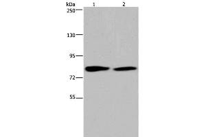 Western Blot analysis of K562 and 293T cell using TXLNA Polyclonal Antibody at dilution of 1:350 (alpha Taxilin antibody)
