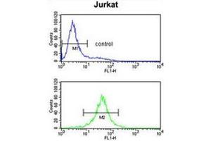 Flow cytometry analysis of Jurkat cells (bottom histogram) compared to a negative control cell (top histogram) using Interleukin-10/IL10 Antibody . (IL-10 antibody  (Middle Region))