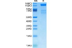 FLT4 Protein (AA 25-776) (His-Avi Tag,Biotin)