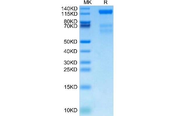 FLT4 Protein (AA 25-776) (His-Avi Tag,Biotin)