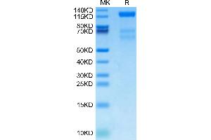 Biotinylated Human VEGF R3 on Tris-Bis PAGE under reduced condition. (FLT4 Protein (AA 25-776) (His-Avi Tag,Biotin))