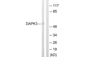 Western blot analysis of extracts from HuvEc cells, using DAPK3 (epitope around residue 265) antibody. (DAPK3 antibody  (Thr265))