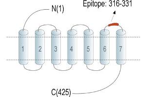 anti-Neuromedin U Receptor 1 (NMUR1) (AA 316-331), (Extracellular), (Loop 3) antibody