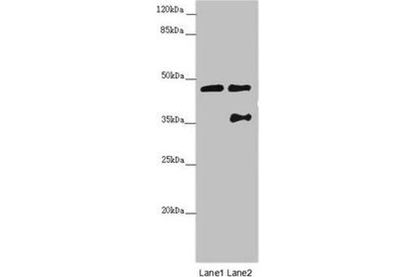 CEP44 anticorps  (AA 1-280)