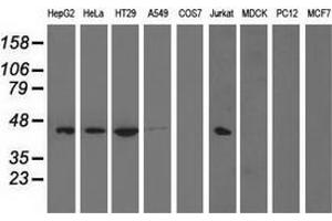 Western blot analysis of extracts (35 µg) from 9 different cell lines by using anti-PAICS monoclonal antibody. (PAICS antibody)