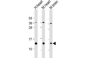 Western Blotting (WB) image for anti-NADH Dehydrogenase (Ubiquinone) 1 beta Subcomplex, 3, 12kDa (NDUFB3) (AA 14-49) antibody (ABIN6243903)