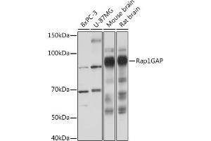 Western blot analysis of extracts of various cell lines, using Rap1GAP Rabbit mAb (ABIN1680949, ABIN3017895, ABIN3017896 and ABIN7101534) at 1:1000 dilution. (RAP1GAP antibody)