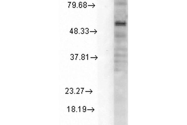 GABRA1 抗体  (AA 15-34)