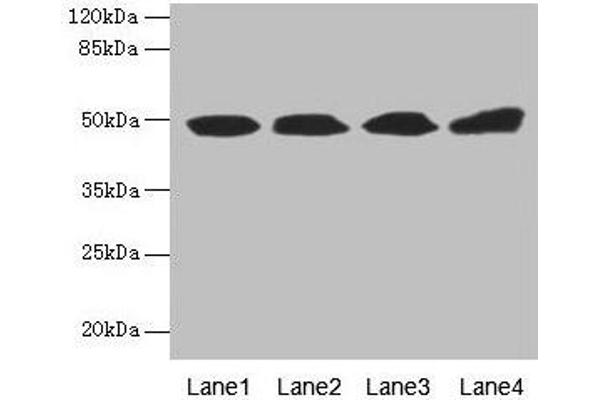 TBCEL antibody  (AA 1-424)