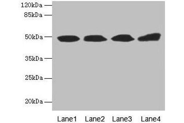 TBCEL anticorps  (AA 1-424)