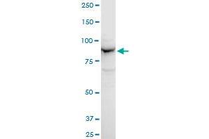 APPL polyclonal antibody (A01), Lot # HRI0060508QCS1. (APPL1 antibody  (AA 611-708))