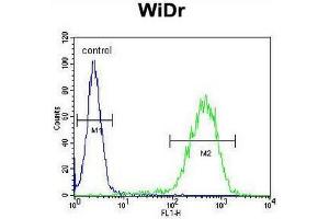 CHCHD2 Antibody (Center) flow cytometric analysis of WiDr cells (right histogram) compared to a negative control cell (left histogram). (CHCHD2 antibody  (Middle Region))