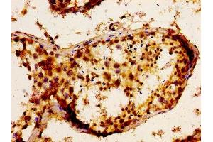 Immunohistochemistry of paraffin-embedded human testis tissue using ABIN7152789 at dilution of 1:100 (FGF17 antibody  (AA 23-216))