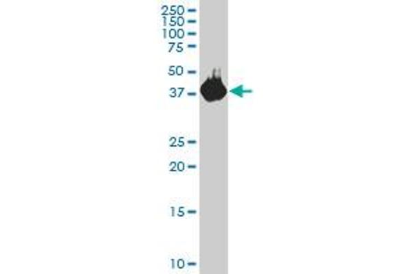 Pleckstrin antibody  (AA 121-230)