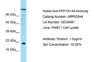 Western Blotting (WB) image for anti-Protein Phosphatase 1, Regulatory (Inhibitor) Subunit 14A (PPP1R14A) (N-Term) antibody (ABIN2789677) (CPI-17 antibody  (N-Term))