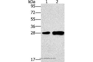 Western blot analysis of Mouse liver tissue and 231 cell, using LY96 Polyclonal Antibody at dilution of 1:500 (LY96 antibody)