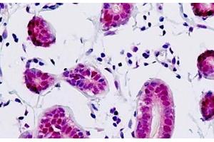 Human Breast: Formalin-Fixed, Paraffin-Embedded (FFPE) (COPS3 antibody  (AA 374-423))