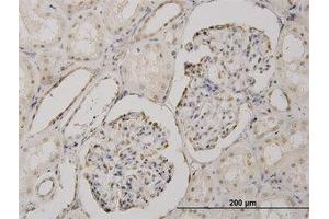 Image no. 1 for anti-Cold Shock Domain Protein A (CSDA) (AA 241-331) antibody (ABIN466130) (CSDA antibody  (AA 241-331))