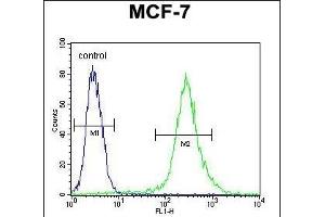 RPS24 Antibody (Center) (ABIN653681 and ABIN2843008) flow cytometric analysis of MCF-7 cells (right histogram) compared to a negative control cell (left histogram). (RPS24 antibody  (AA 65-93))
