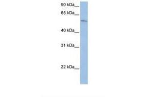 Image no. 1 for anti-Family with Sequence Similarity 20, Member C (FAM20C) (AA 362-411) antibody (ABIN6739254) (FAM20C antibody  (AA 362-411))