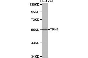 Western blot analysis of extracts of THP-1 cell lines, using TPH1 antibody. (Tryptophan Hydroxylase 1 antibody  (AA 345-444))