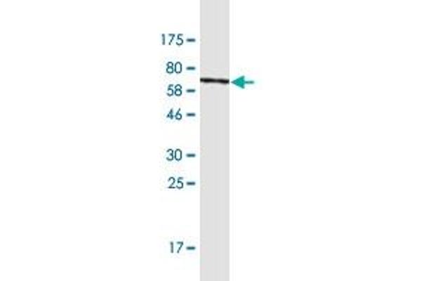 NUCKS1 antibody  (AA 1-243)