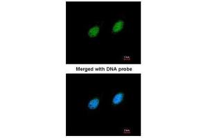 ICC/IF Image Immunofluorescence analysis of paraformaldehyde-fixed HeLa, using serine/threonine kinase 40, antibody at 1:200 dilution. (STK40 antibody)