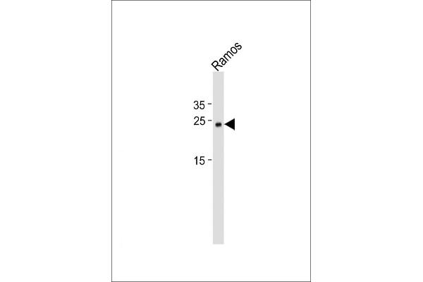 Musculin antibody  (C-Term)