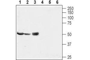 Western blot analysis of rat testis (lanes 1 and 4) and kidney lysates (lanes 2 and 5) and heart membrane (lanes 3 and 6): - 1-3. (MRS2 antibody  (Mitochondrial Matrix, N-Term))