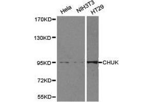 Western Blotting (WB) image for anti-conserved Helix-Loop-Helix Ubiquitous Kinase (CHUK) antibody (ABIN1871859) (IKK alpha antibody)