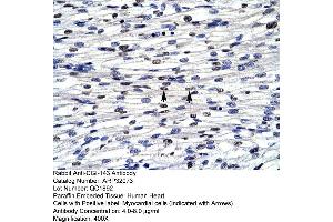 Human Heart (BOLA1 antibody  (N-Term))
