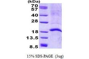 Image no. 1 for Cathelicidin Antimicrobial Peptide (CAMP) protein (His tag) (ABIN1098796)