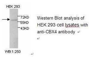 Image no. 1 for anti-Chromobox Homolog 4 (CBX4) antibody (ABIN1502233)
