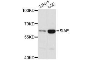 Western blot analysis of extracts of various cell lines, using SIAE antibody (ABIN6293758) at 1:3000 dilution.
