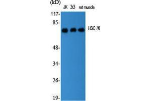 Western Blot (WB) analysis of specific cells using HSC 70 Polyclonal Antibody. (Hsc70 antibody  (Internal Region))