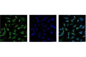 Immunofluorescence (IF) analysis of HeLa with antibody (Left) and DAPI (Right) diluted at 1:100. (Peroxiredoxin 1 antibody)