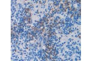 IHC-P analysis of Mouse Tissue, with DAB staining. (CXCL1 antibody  (AA 25-96))