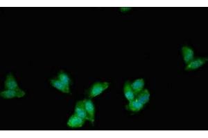 Immunofluorescent analysis of HepG2 cells using ABIN7163001 at dilution of 1:100 and Alexa Fluor 488-congugated AffiniPure Goat Anti-Rabbit IgG(H+L) (PEX1 antibody  (AA 927-1283))