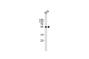 Western blot analysis of lysate from ZF4 cell line, using (DANRE) ankrd13c Antibody (C-term) Azb18714c. (ANKRD13C antibody  (AA 475-508))