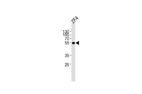 ANKRD13C antibody  (AA 475-508)