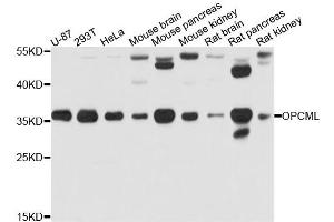 Western blot analysis of extract of various cells, using OPCML antibody. (OPCML antibody)